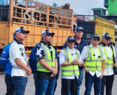 Impor Sapi Perah Baru Tercatat 11.500 Ekor hingga September 2025